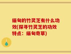 缅甸的竹灵芝有什么功效(探寻竹灵芝的功效特点：缅甸奇草)