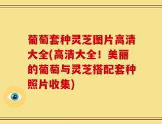 葡萄套种灵芝图片高清大全(高清大全！美丽的葡萄与灵芝搭配套种照片收集)