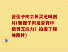 苦莲子树会长灵芝吗图片(苦楝子树是否有种植灵芝能力？拍摄了相关图片)