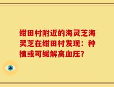 绀田村附近的海灵芝海灵芝在绀田村发现：种植或可缓解高血压？