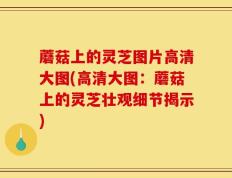 蘑菇上的灵芝图片高清大图(高清大图：蘑菇上的灵芝壮观细节揭示)