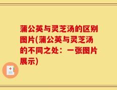 蒲公英与灵芝汤的区别图片(蒲公英与灵芝汤的不同之处：一张图片展示)