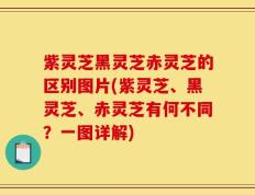 紫灵芝黑灵芝赤灵芝的区别图片(紫灵芝、黑灵芝、赤灵芝有何不同？一图详解)
