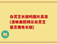 白灵芝长腿吗图片高清(清晰美照揭示白灵芝是否拥有长腿)