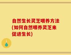 自然生长灵芝喂养方法(如何自然喂养灵芝来促进生长)