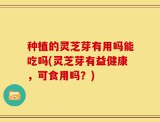 种植的灵芝芽有用吗能吃吗(灵芝芽有益健康，可食用吗？)