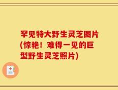 罕见特大野生灵芝图片(惊艳！难得一见的巨型野生灵芝照片)