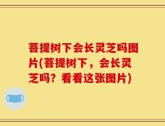 菩提树下会长灵芝吗图片(菩提树下，会长灵芝吗？看看这张图片)