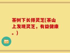 茶树下长得灵芝(茶山上发现灵芝，有益健康。)