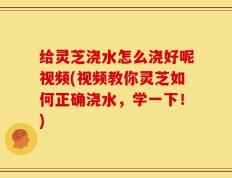 给灵芝浇水怎么浇好呢视频(视频教你灵芝如何正确浇水，学一下！)
