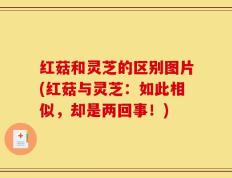 红菇和灵芝的区别图片(红菇与灵芝：如此相似，却是两回事！)