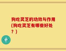 狗吃灵芝的功效与作用(狗吃灵芝有哪些好处？)