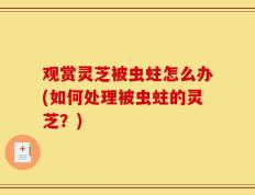 观赏灵芝被虫蛀怎么办(如何处理被虫蛀的灵芝？)
