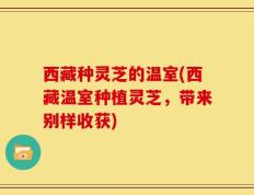 西藏种灵芝的温室(西藏温室种植灵芝，带来别样收获)
