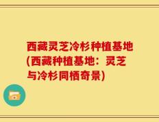 西藏灵芝冷杉种植基地(西藏种植基地：灵芝与冷杉同栖奇景)