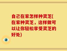 自己在家怎样种灵芝(在家种灵芝，这样做可以让你轻松享受灵芝的好处)