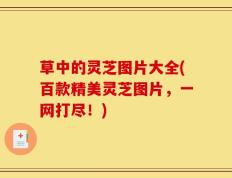 草中的灵芝图片大全(百款精美灵芝图片，一网打尽！)