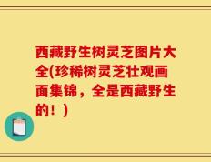 西藏野生树灵芝图片大全(珍稀树灵芝壮观画面集锦，全是西藏野生的！)