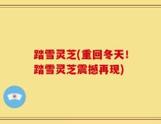 踏雪灵芝(重回冬天！踏雪灵芝震撼再现)