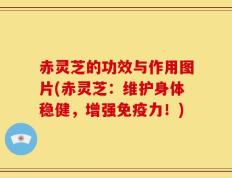 赤灵芝的功效与作用图片(赤灵芝：维护身体稳健，增强免疫力！)