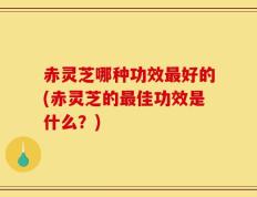 赤灵芝哪种功效最好的(赤灵芝的最佳功效是什么？)