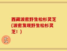 西藏波密野生松杉灵芝(波密发现野生松杉灵芝！)