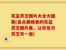 花盆灵芝图片大全大图集(盘点最精美的花盆灵芝图片集，让你见识灵芝另一面)