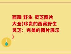 西藏 野生 灵芝图片大全(珍贵的西藏野生灵芝：完美的图片展示)