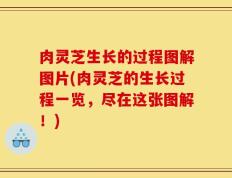 肉灵芝生长的过程图解图片(肉灵芝的生长过程一览，尽在这张图解！)