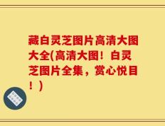藏白灵芝图片高清大图大全(高清大图！白灵芝图片全集，赏心悦目！)
