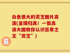 白色很大的灵芝图片高清(呈璞归真！一张高清大图教你认识百草之王“灵芝”)