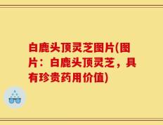 白鹿头顶灵芝图片(图片：白鹿头顶灵芝，具有珍贵药用价值)