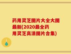 药用灵芝图片大全大图最新(2020最全药用灵芝高清图片合集)