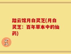 踏云馆月白灵芝(月白灵芝：百年草本中的仙药)