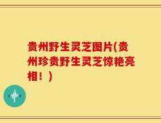 贵州野生灵芝图片(贵州珍贵野生灵芝惊艳亮相！)