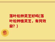 落叶松种灵芝好吗(落叶松种植灵芝，有何效益？)