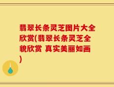 翡翠长条灵芝图片大全欣赏(翡翠长条灵芝全貌欣赏 真实美丽如画)