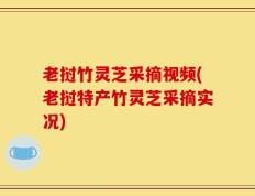 老挝竹灵芝采摘视频(老挝特产竹灵芝采摘实况)