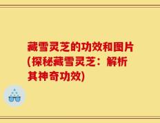 藏雪灵芝的功效和图片(探秘藏雪灵芝：解析其神奇功效)