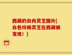 西藏的白肉灵芝图片(白色珍稀灵芝在西藏被发现！)