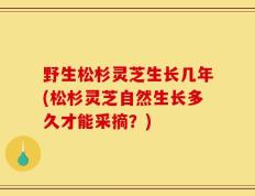 野生松杉灵芝生长几年(松杉灵芝自然生长多久才能采摘？)