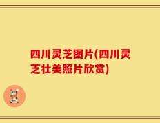 四川灵芝图片(四川灵芝壮美照片欣赏)