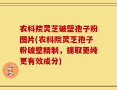 农科院灵芝破壁孢子粉图片(农科院灵芝孢子粉破壁精制，提取更纯更有效成分)