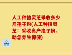 人工种植灵芝采收多少斤孢子粉(人工种植灵芝：采收高产孢子粉，助您养生保健)