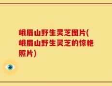 峨眉山野生灵芝图片(峨眉山野生灵芝的惊艳照片)