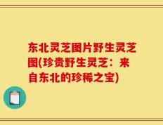 东北灵芝图片野生灵芝图(珍贵野生灵芝：来自东北的珍稀之宝)