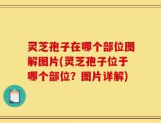 灵芝孢子在哪个部位图解图片(灵芝孢子位于哪个部位？图片详解)