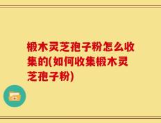 椴木灵芝孢子粉怎么收集的(如何收集椴木灵芝孢子粉)