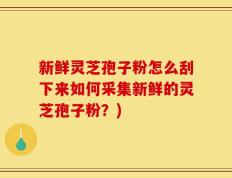 新鲜灵芝孢子粉怎么刮下来如何采集新鲜的灵芝孢子粉？)