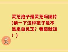 灵芝孢子是灵芝吗图片(猜一下这种孢子是不是来自灵芝？看图就知！)